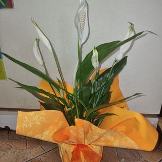 Spathiphyllum 