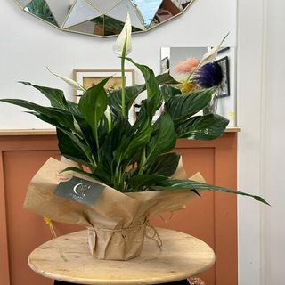 Spatiphilium Blanco M