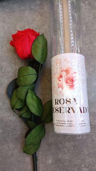 Rosa Preservada Roja Corta