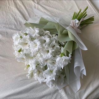 თეთრი გლადიოლუსი