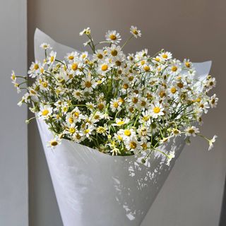 Сонячний танацетум