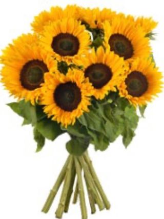 10 tiges tournesols 