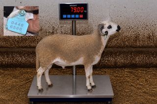 04466566 - 79 Kg