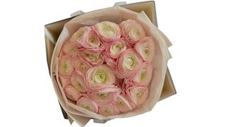 #10 Jaskry 19szt w firmowej torebce