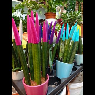 Sanseverije sa saksijama