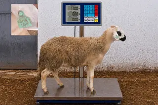 01281810 - 77 Kg