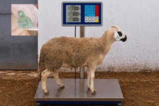 01281810 - 77 Kg