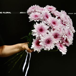 Ramo de 7 Crisantemo Purpuro y Blanco