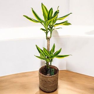 Dracena Golden Fragans