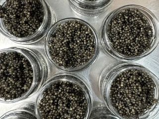 Осетрова ікра (100g)