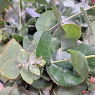 Tallo de Eucalipto Cinerea