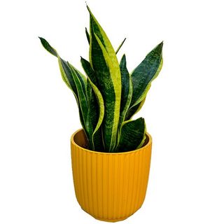 Planta Sanseviera en cerámica 