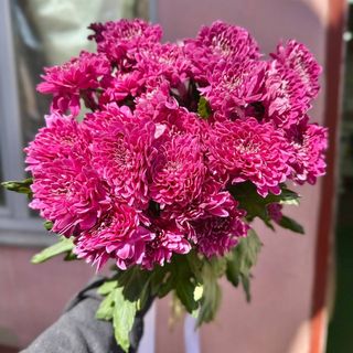 5 гілок малинової зембли