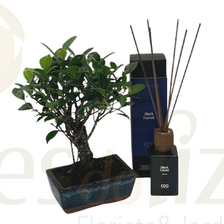 PACK BONSAI + AMBIENTADOR AMBER