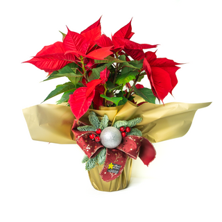 Flor de Pascua o Poinsetia  tamaño medio