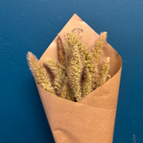 Preservado Setaria natural 