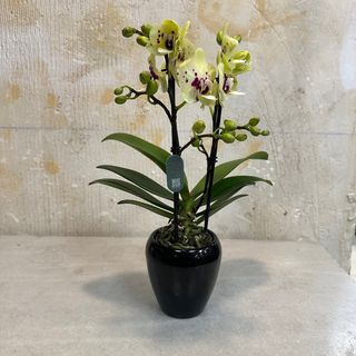 Phalaenopsis mini