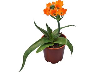 Орнитогалум