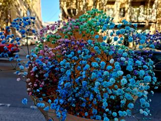 ფერადი გიფსოფილა