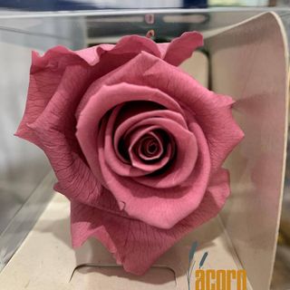 Rosa Eterna Rosa Vintage