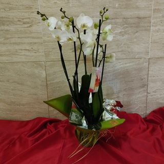 orquídea blanca dos o tres tallos