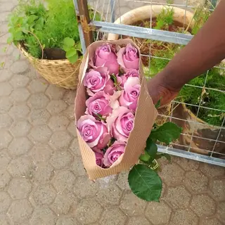 A 10 Stems Bunch of Purple roses