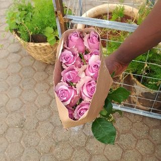 A 10 Stems Bunch of Purple roses