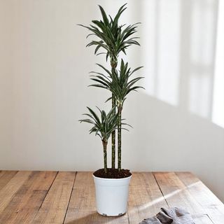 Dracena Warneckii