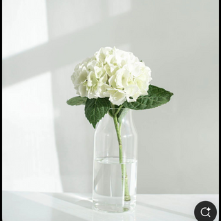 ჰოლანდიური თეთრი ჰორტენზია 1 ტოტი 