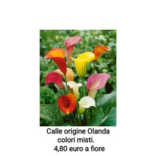 Calle origine Olanda colori misti - 1 stelo