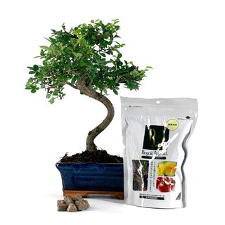 Pack Bonsái Zelkova 6 años y abono japonés 240g