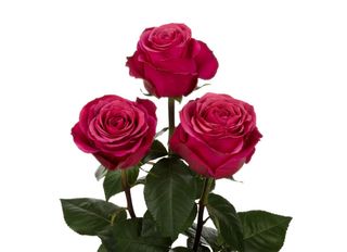 3 Рози, розови