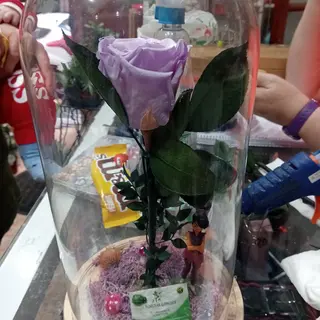 Rosa malva claro