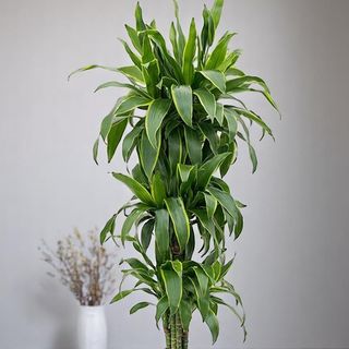 Dracena arturo media