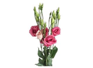 1 Еустома, Розова | 1 piece