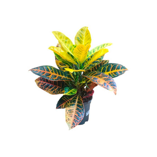 Vaso Croton