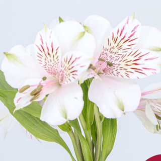 Astromelia 10 tallos color segun disponibilidad