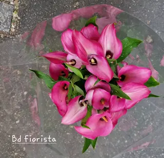 Calla rosa