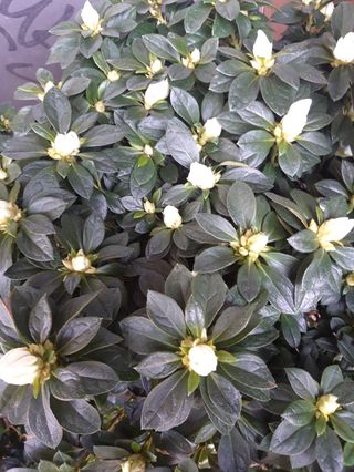 Azealia grande Bianca 