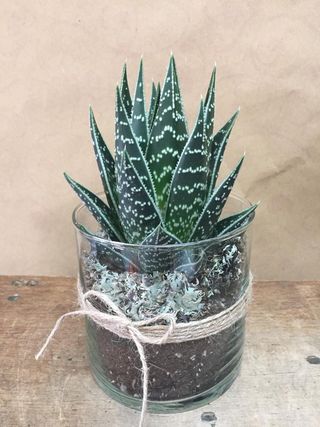 Pianta grassa con vaso di vetro