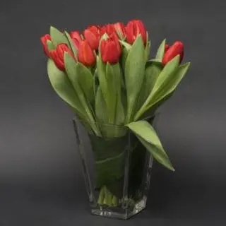 20 Tulipani colore secondo disponibilità.