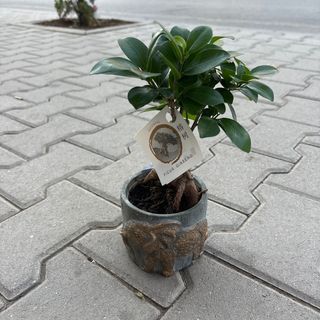 Бонсай Фикус Женшен в керамична кашпа