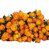 ჭრელი ჰოლანდიური ჯუჯა ვარდი 5 ტოტი