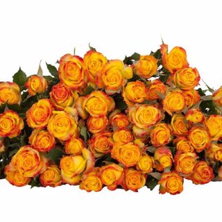 ჭრელი ჰოლანდიური ჯუჯა ვარდი 5 ტოტი