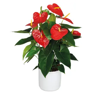 Anthurium