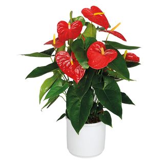 Anthurium