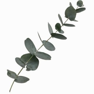 Eucalyptus