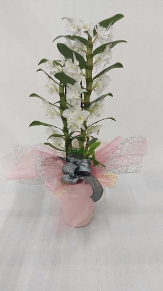 Orchidea dendrobium con ceramica