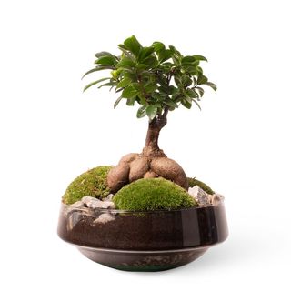 Ficus Ginseng Garden