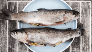 Pstrąg patroszony 300-400g